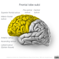 Neuroanatomy- lateral cortex (diagrams) (Radiopaedia 46670-51201 Frontal lobe 2).png