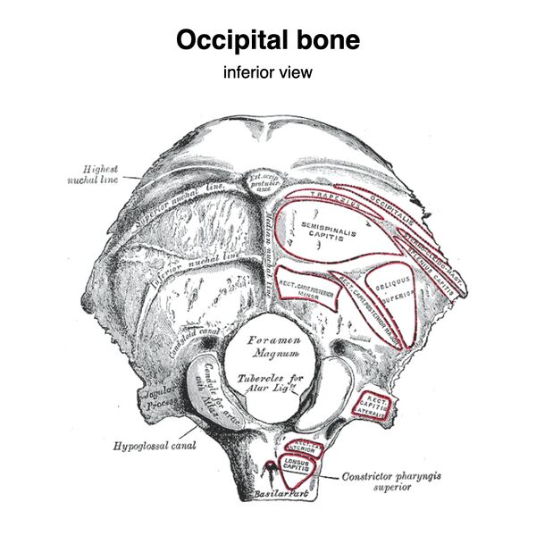File:Occipital bone (Gray's illustrations) (Radiopaedia 90619-108019 A 1).jpeg