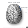 Neuroanatomy- superior cortex (diagrams) (Radiopaedia 59317-66670 D 2).png