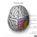 Neuroanatomy- superior cortex (diagrams) (Radiopaedia 59317-66671 Parietal lobe gyri 2).png