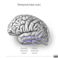 Neuroanatomy- lateral cortex (diagrams) (Radiopaedia 46670-51201 G 2).png