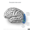 Neuroanatomy- lateral cortex (diagrams) (Radiopaedia 46670-51201 Occipital lobe 1).png