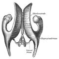 Diagram of ventricular system (Radiopaedia 36259).jpg