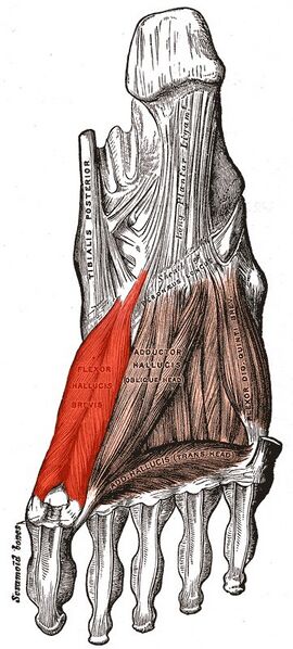 File:Flexor hallucis brevis (location) - Gray's anatomy illustration (Radiopaedia 36331).jpg