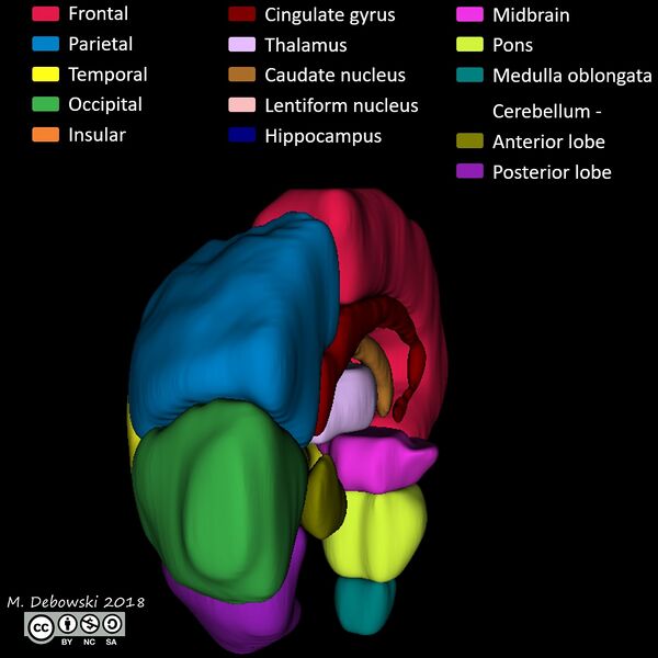 File:Brain lobes - annotated MRI (Radiopaedia 61691-69700 3D reconstruction 69).JPG