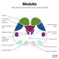 Brainstem cross-sectional anatomy (diagrams) (Radiopaedia 81958-95923 Lower medulla 1).jpeg