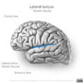 Neuroanatomy- lateral cortex (diagrams) (Radiopaedia 46670-51202 Lateral sulcus 5).png