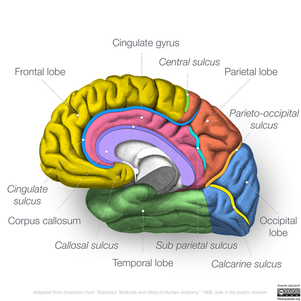 File:Neuroanatomy- medial cortex (diagrams) (Radiopaedia 47208-51763 Lobes 1).png