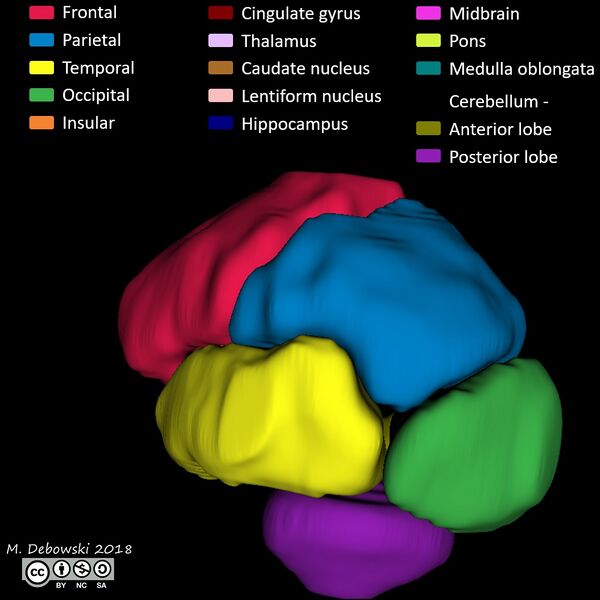 File:Brain lobes - annotated MRI (Radiopaedia 61691-69700 3D reconstruction 50).JPG