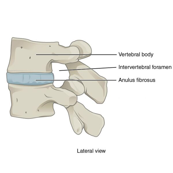 File:Bones and ligaments of the vertebral column (illustrations) (Radiopaedia 42770-45935 B 1).jpg