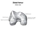 Distal femur (Gray's illustration) (Radiopaedia 83329).jpeg