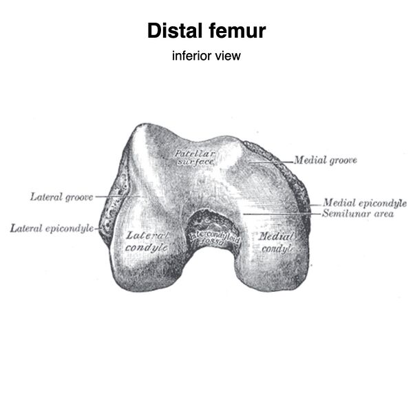 File:Distal femur (Gray's illustration) (Radiopaedia 83329).jpeg