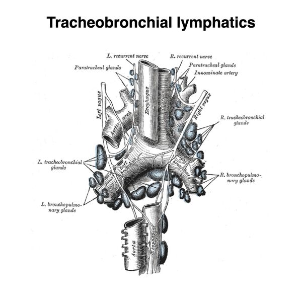 File:Lymphatics of the tracheobronchial tree (Gray's illustration) (Radiopaedia 85544).jpeg