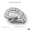 Neuroanatomy- medial cortex (diagrams) (Radiopaedia 47208-58969 I 1).png