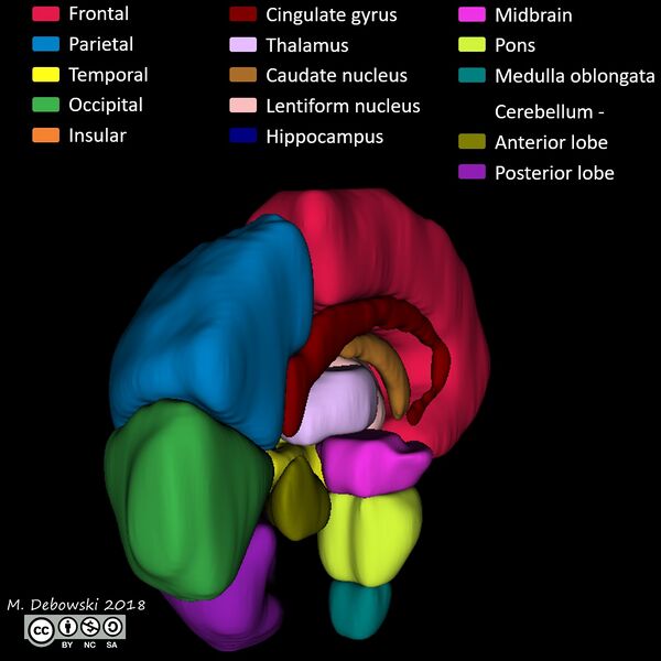 File:Brain lobes - annotated MRI (Radiopaedia 61691-69700 3D reconstruction 72).JPG