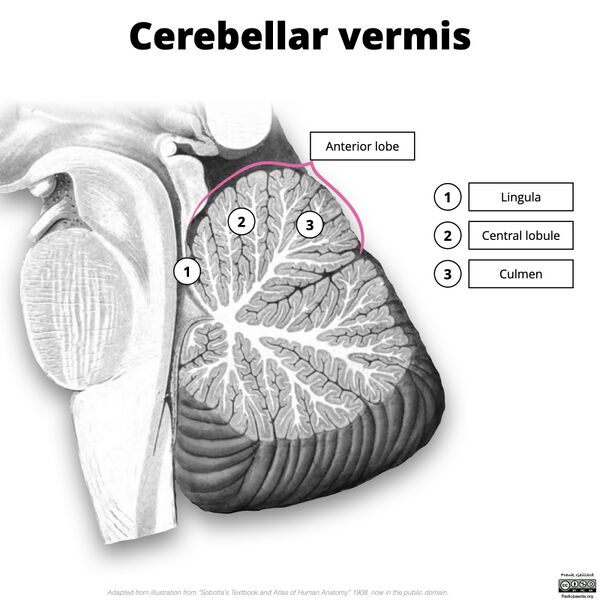 File:Cerebellar vermis (illustration) (Radiopaedia 90395-107720 D 1).jpg