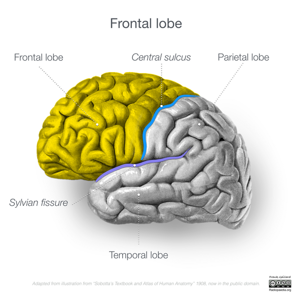 File:Neuroanatomy- lateral cortex (diagrams) (Radiopaedia 46670-51156 Frontal lobe 6).png