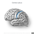 Neuroanatomy- lateral cortex (diagrams) (Radiopaedia 46670-51202 Central sulcus 3).png