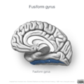Neuroanatomy- medial cortex (diagrams) (Radiopaedia 47208-52697 Fusiform gyrus 4).png