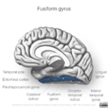 Neuroanatomy- medial cortex (diagrams) (Radiopaedia 47208-52697 Fusiform gyrus 1).png