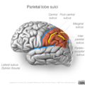 Neuroanatomy- lateral cortex (diagrams) (Radiopaedia 46670-51201 Parietal lobe 1).png