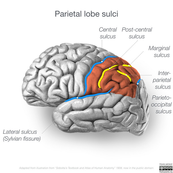 File:Neuroanatomy- lateral cortex (diagrams) (Radiopaedia 46670-51201 Parietal lobe 1).png