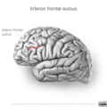 Neuroanatomy- lateral cortex (diagrams) (Radiopaedia 46670-51202 B 1).png