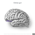 Neuroanatomy- lateral cortex (diagrams) (Radiopaedia 46670-51313 Orbital gyri 3).png
