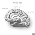 Neuroanatomy- medial cortex (diagrams) (Radiopaedia 47208-51763 D 4).png