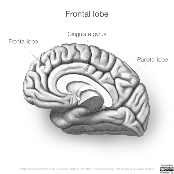 File:Neuroanatomy- medial cortex (diagrams) (Radiopaedia 47208-51763 D 4).png