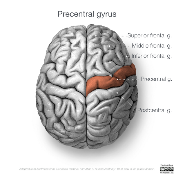 File:Neuroanatomy- superior cortex (diagrams) (Radiopaedia 59317-66670 Precentral gyrus 2).png
