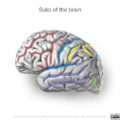 Neuroanatomy- lateral cortex (diagrams) (Radiopaedia 46670-51201 Brain 5).png