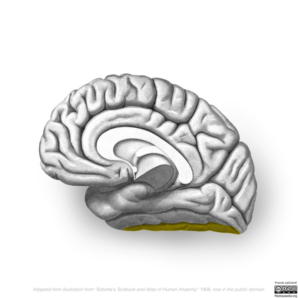 File:Neuroanatomy- medial cortex (diagrams) (Radiopaedia 47208-52697 N 6).png