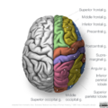 Neuroanatomy- superior cortex (diagrams) (Radiopaedia 59317-66667 All gyri 3).png