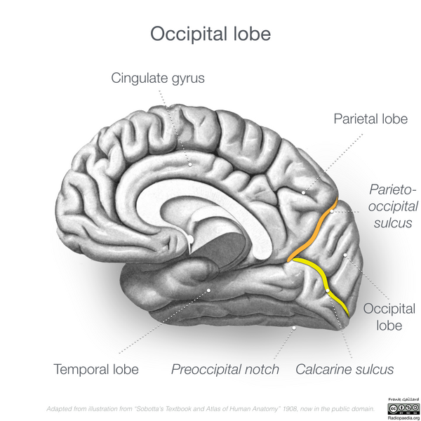 File:Neuroanatomy- medial cortex (diagrams) (Radiopaedia 47208-51763 J 1).png