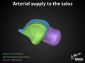 Anatomy of the talus (Radiopaedia 31891-32847 A 5).jpg