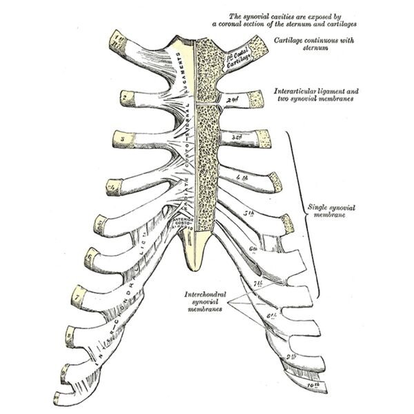 File:Costochondral joints (Gray's illustration) (Radiopaedia 82851).jpeg