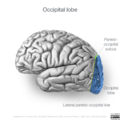 Neuroanatomy- lateral cortex (diagrams) (Radiopaedia 46670-51156 Occipital lobe 5).png