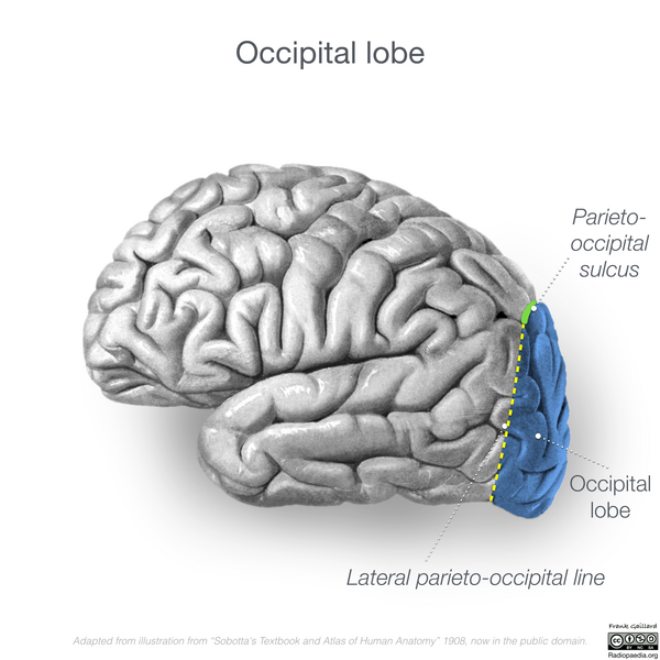 File:Neuroanatomy- lateral cortex (diagrams) (Radiopaedia 46670-51156 Occipital lobe 5).png