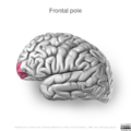 Neuroanatomy- lateral cortex (diagrams) (Radiopaedia 46670-51313 Frontal pole 3).png