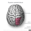 Neuroanatomy- superior cortex (diagrams) (Radiopaedia 59317-66671 C 2).png