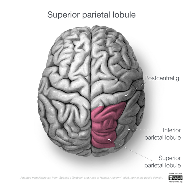 File:Neuroanatomy- superior cortex (diagrams) (Radiopaedia 59317-66671 C 2).png