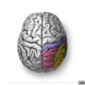 Neuroanatomy- superior cortex (diagrams) (Radiopaedia 59317-66671 Parietal lobe gyri 5).png