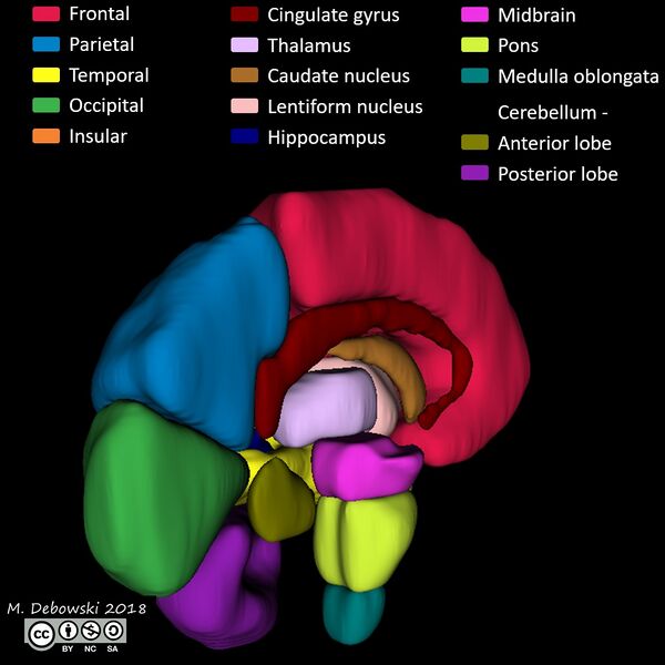 File:Brain lobes - annotated MRI (Radiopaedia 61691-69700 3D reconstruction 75).JPG