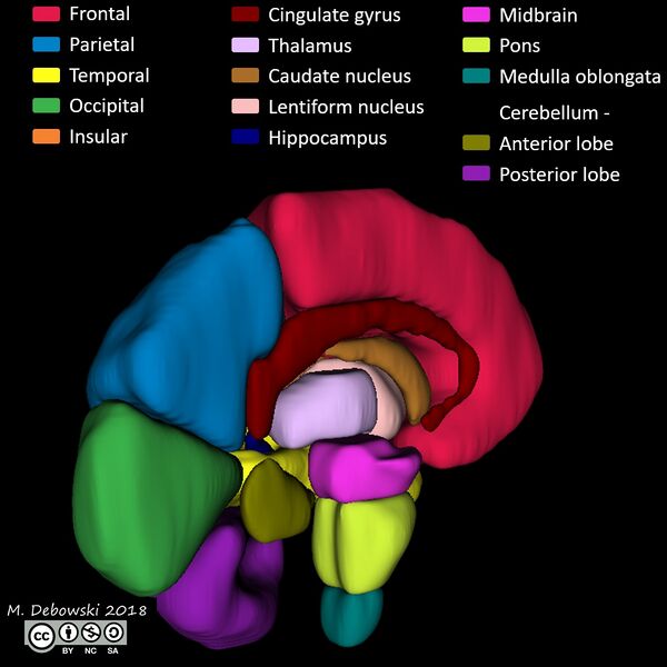 File:Brain lobes - annotated MRI (Radiopaedia 61691-69700 3D reconstruction 76).JPG