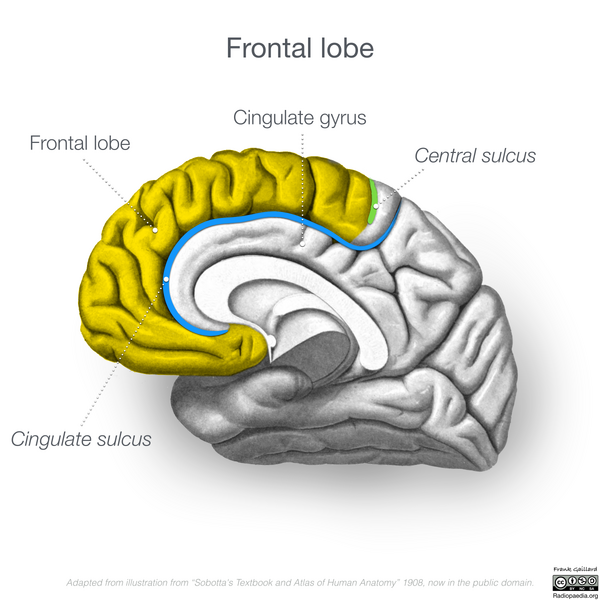 File:Neuroanatomy- medial cortex (diagrams) (Radiopaedia 47208-51763 Frontal lobe 2).png