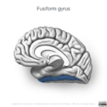 Neuroanatomy- medial cortex (diagrams) (Radiopaedia 47208-52697 Fusiform gyrus 5).png