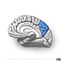 Neuroanatomy- medial cortex (diagrams) (Radiopaedia 47208-52697 Precuneus 6).png