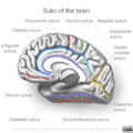 Neuroanatomy- medial cortex (diagrams) (Radiopaedia 47208-58969 Whole brain sulci 3).png
