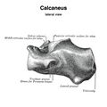 Calcaneus (Gray's illustration) (Radiopaedia 83338-97753 C 1).jpeg